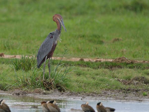 <h3><a href="/trips/tanzania/biota/animalia/chordata/aves/015 pelecaniformes/002 ardeidae/ardea goliath/ardea goliath-nl.html">Ardea&nbsp;goliath</a> / Goliath&nbsp;heron / Reuzenreiger</h3>OM-1 Mark II met OLYMPUS M.150-400mm F4.5 TC, 1/2000 sec  bij F5.6, ISO 800, afstand 108&nbsp;m
